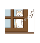 柴犬マメ（うろちょろver）（個別スタンプ：3）