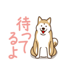 柴犬マメ（うろちょろver）（個別スタンプ：10）