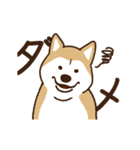 柴犬マメ（うろちょろver）（個別スタンプ：12）