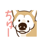 柴犬マメ（うろちょろver）（個別スタンプ：15）