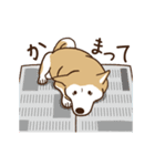 柴犬マメ（うろちょろver）（個別スタンプ：17）