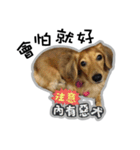 Dachshund GaGa（個別スタンプ：3）