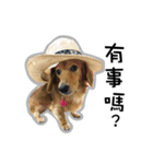 Dachshund GaGa（個別スタンプ：12）