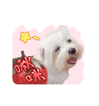 Play with cut dog Maltese "Caz"（個別スタンプ：1）