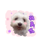 Play with cut dog Maltese "Caz"（個別スタンプ：15）