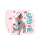 Play with cut dog Maltese "Caz"（個別スタンプ：16）