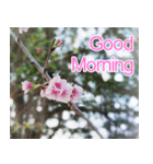 Good Morning Flowers（個別スタンプ：6）