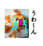 【実写】泣きのタマネギ（個別スタンプ：17）