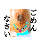 【実写】泣きのタマネギ（個別スタンプ：30）