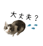 癒し猫**実写** ポジティブVer（個別スタンプ：10）