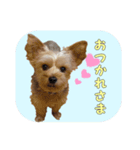 ヨークシャテリアとマルチーズ（個別スタンプ：1）