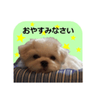 ヨークシャテリアとマルチーズ（個別スタンプ：7）