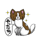 パピヨンのハル（個別スタンプ：30）