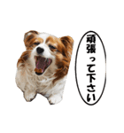 動く、犬のパピィ-3、敬語（個別スタンプ：11）