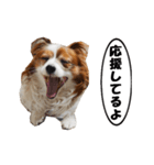 動く、犬のパピィ-3、敬語（個別スタンプ：13）