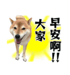 SHIBA SKY（個別スタンプ：1）