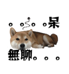 SHIBA SKY（個別スタンプ：7）