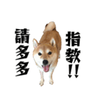 SHIBA SKY（個別スタンプ：36）