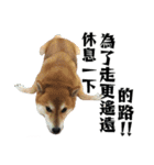 SHIBA SKY（個別スタンプ：37）