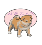 Xiao Chai dog 0329（個別スタンプ：7）