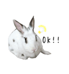 うさぎのシェリー（個別スタンプ：1）