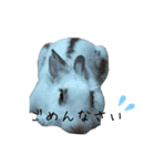 うさぎのシェリー（個別スタンプ：3）