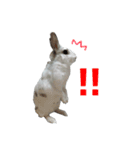 うさぎのシェリー（個別スタンプ：4）