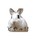 うさぎのシェリー（個別スタンプ：14）
