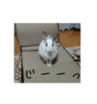 うさぎのシェリー（個別スタンプ：23）