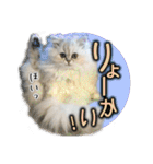 ペルシャ猫のリリィスタンプ(写真スタンプ)（個別スタンプ：2）