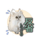 ペルシャ猫のリリィスタンプ(写真スタンプ)（個別スタンプ：9）