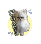 ペルシャ猫のリリィスタンプ(写真スタンプ)（個別スタンプ：10）