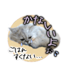ペルシャ猫のリリィスタンプ(写真スタンプ)（個別スタンプ：22）