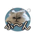 ペルシャ猫のリリィスタンプ(写真スタンプ)（個別スタンプ：29）