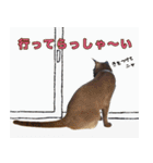 猫フォトスタンプ レゴとラテ（個別スタンプ：6）