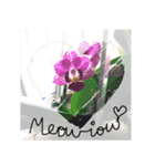 Cats Garden Photography Stickers（個別スタンプ：33）