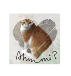 Cats Garden Photography Stickers（個別スタンプ：38）