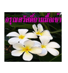 Plumeria of happiness version northeast（個別スタンプ：2）