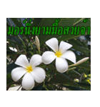 Plumeria of happiness version northeast（個別スタンプ：3）