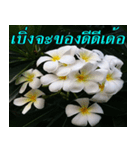 Plumeria of happiness version northeast（個別スタンプ：5）