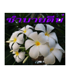 Plumeria of happiness version northeast（個別スタンプ：6）