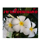 Plumeria of happiness version northeast（個別スタンプ：7）