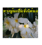 Plumeria of happiness version northeast（個別スタンプ：8）