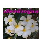 Plumeria of happiness version northeast（個別スタンプ：9）