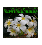 Plumeria of happiness version northeast（個別スタンプ：10）