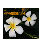 Plumeria of happiness version northeast（個別スタンプ：11）