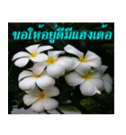 Plumeria of happiness version northeast（個別スタンプ：12）