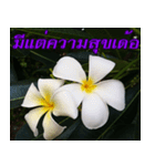 Plumeria of happiness version northeast（個別スタンプ：13）