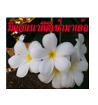 Plumeria of happiness version northeast（個別スタンプ：14）