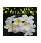 Plumeria of happiness version northeast（個別スタンプ：15）